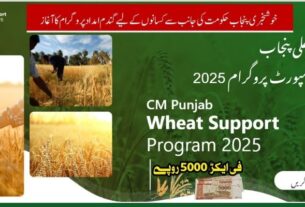 CM Punjab Wheat Support Program 2025 Apply Online