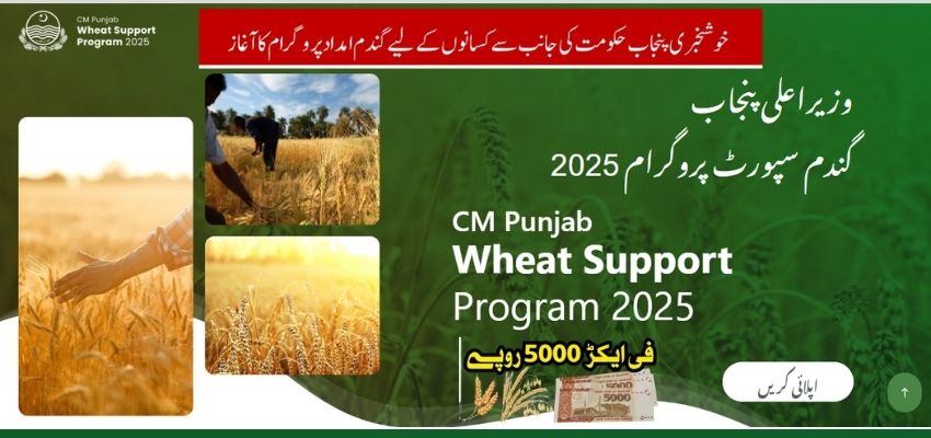 CM Punjab Wheat Support Program 2025 Apply Online
