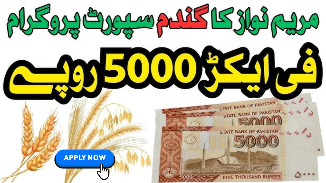 wsp 2025 punjab gov pk apply online